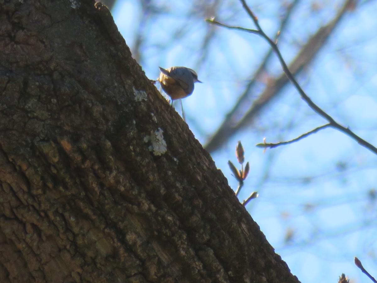 Red-breasted Nuthatch - ML146955001