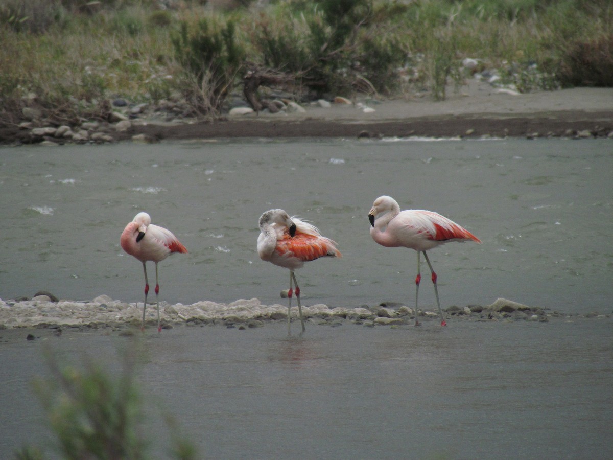 Chilean Flamingo - ML146956111