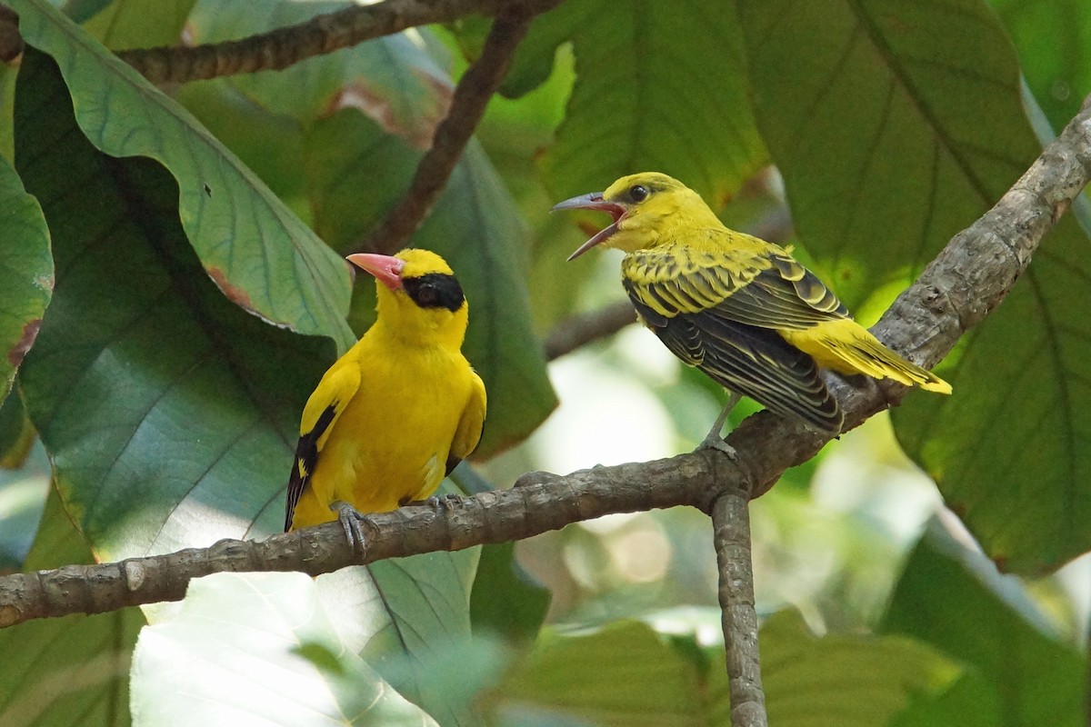 Black-naped Oriole - Peter & Shelly Watts