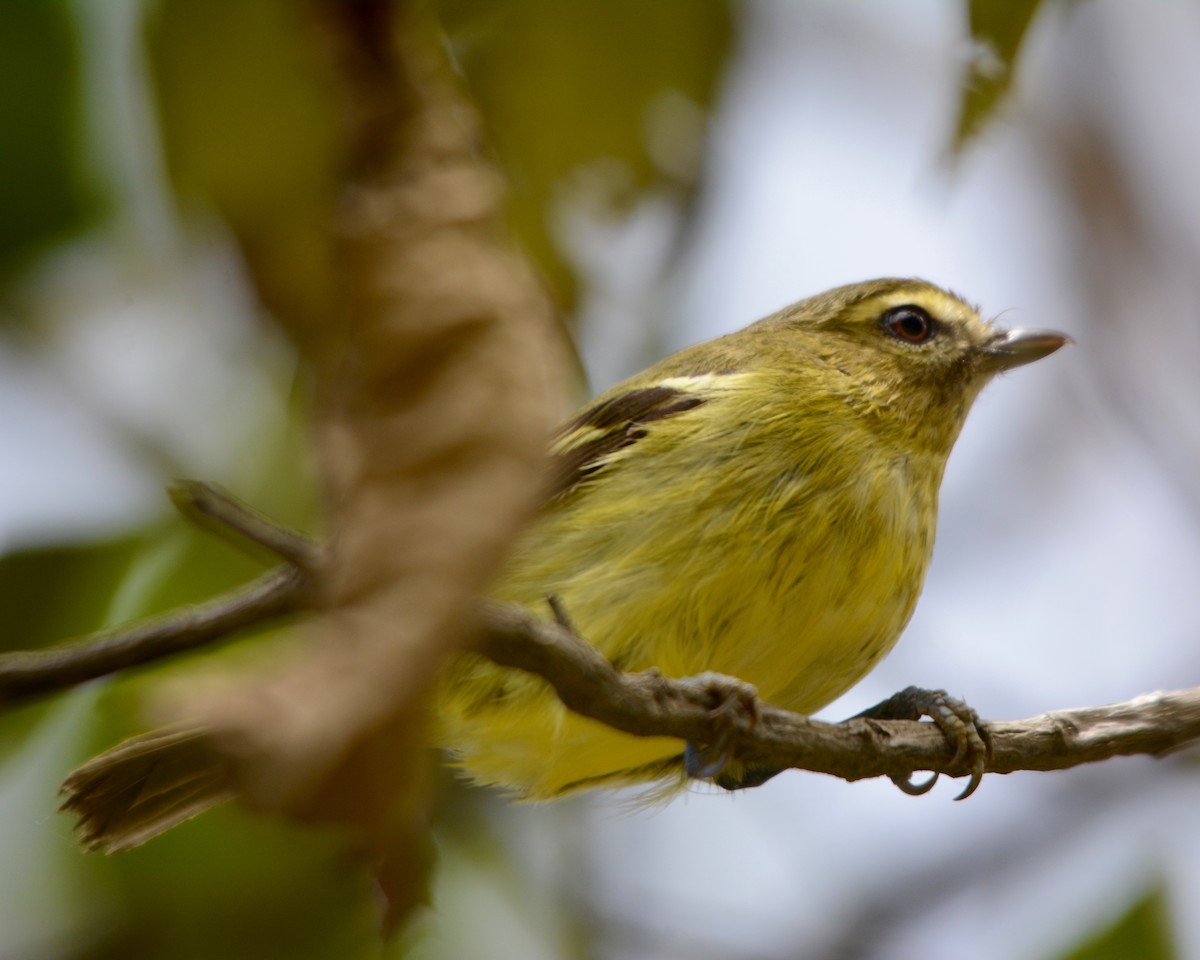 Yellow-winged Vireo - Larry Waddell