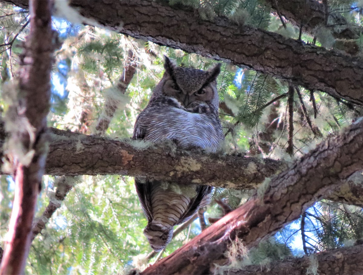 Great Horned Owl - ML146959961