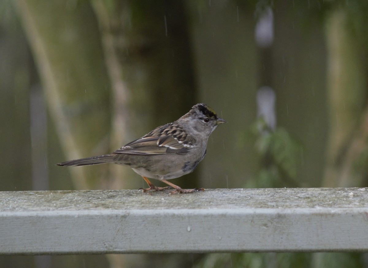 Golden-crowned Sparrow - ML146961111