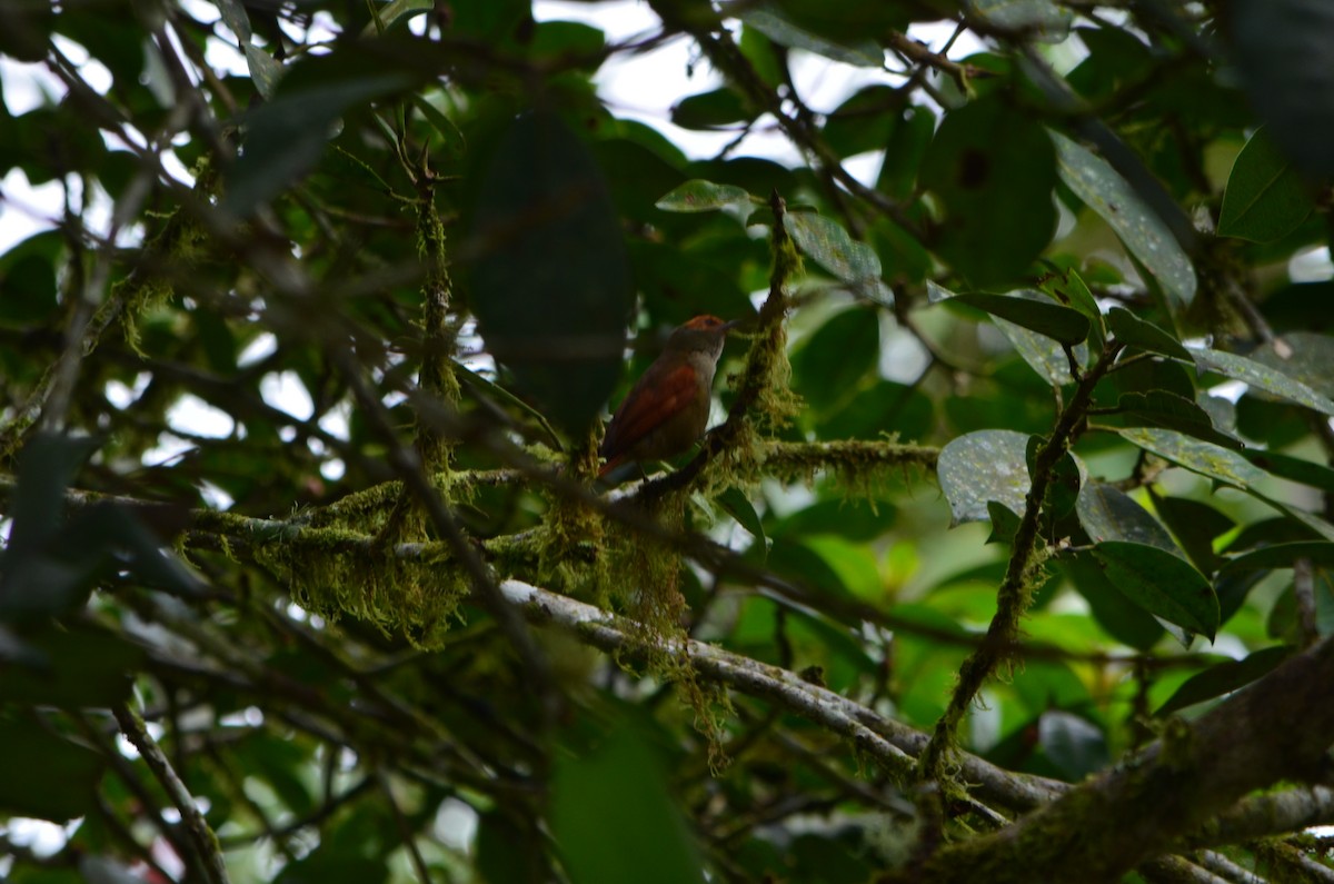 Red-faced Spinetail - ML146964061