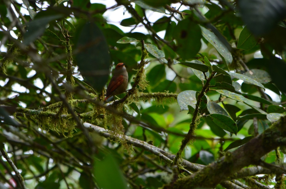 Red-faced Spinetail - ML146964081