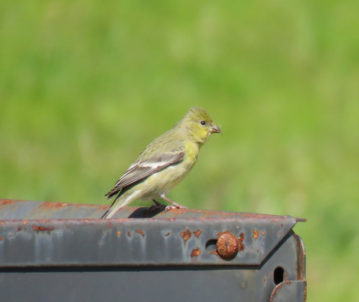 Lesser Goldfinch - Chris O'Connell