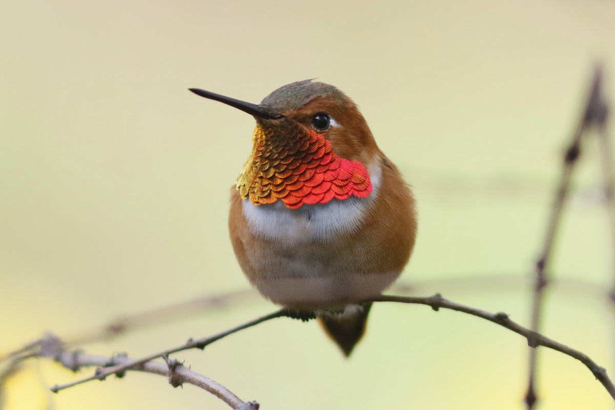 Rufous Hummingbird - John C Sullivan