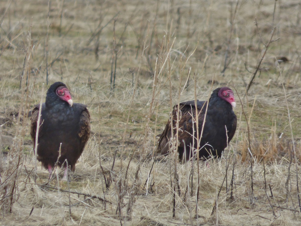 Turkey Vulture - Craig Johnson