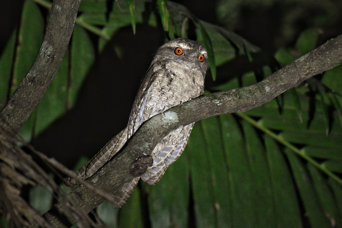 Marbled Frogmouth - ML146971161