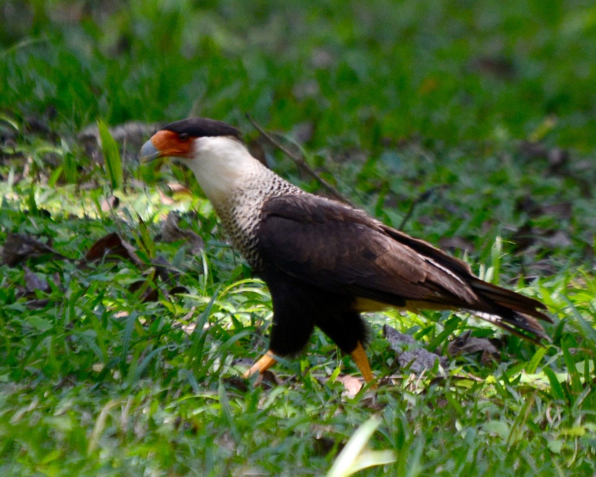 Crested Caracara (Northern) - Larry Waddell