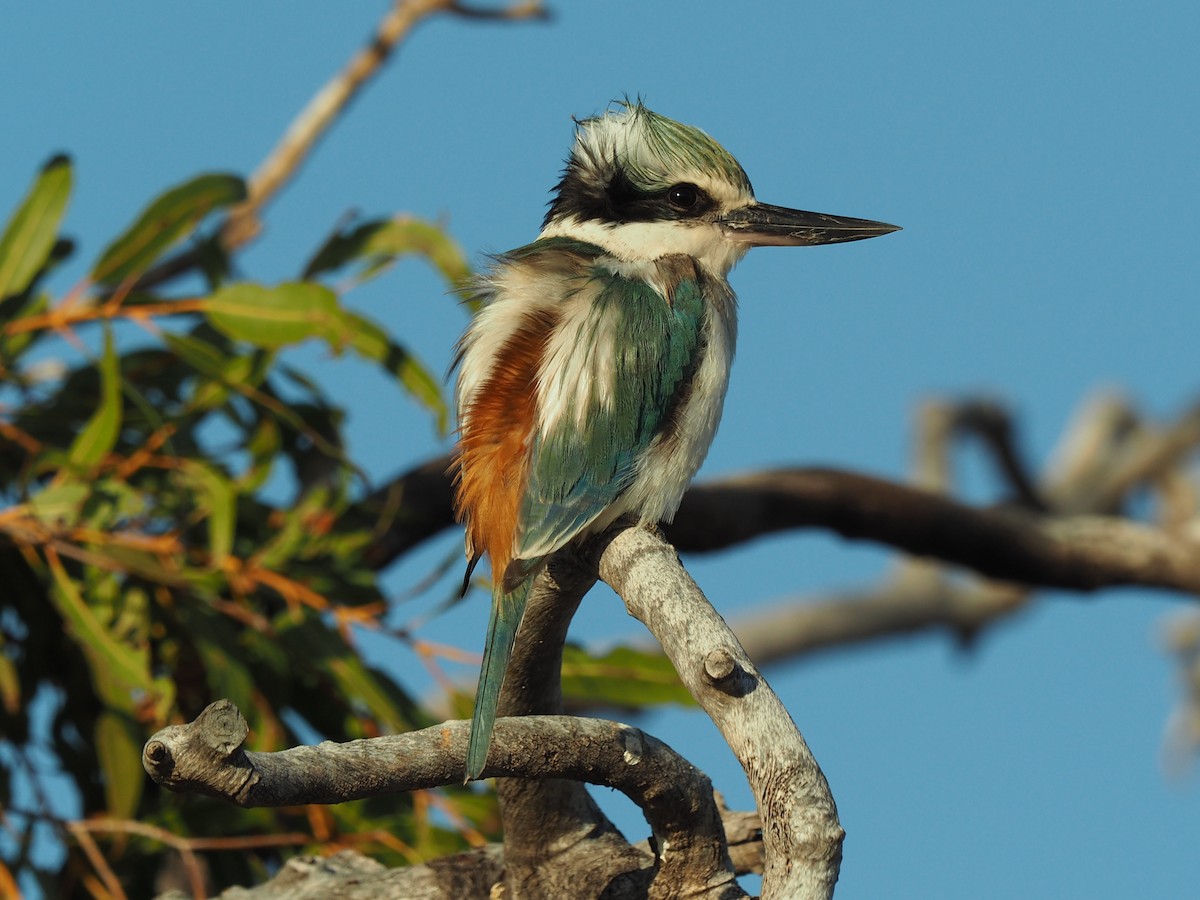 Red-backed Kingfisher - ML146974791