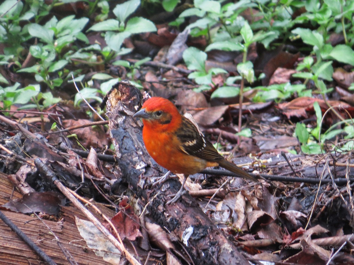 Flame-colored Tanager - ML146975741