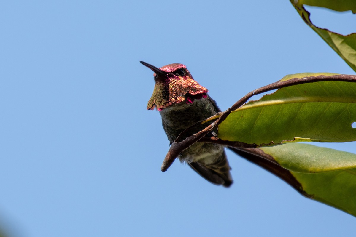 Anna's Hummingbird - ML146977691