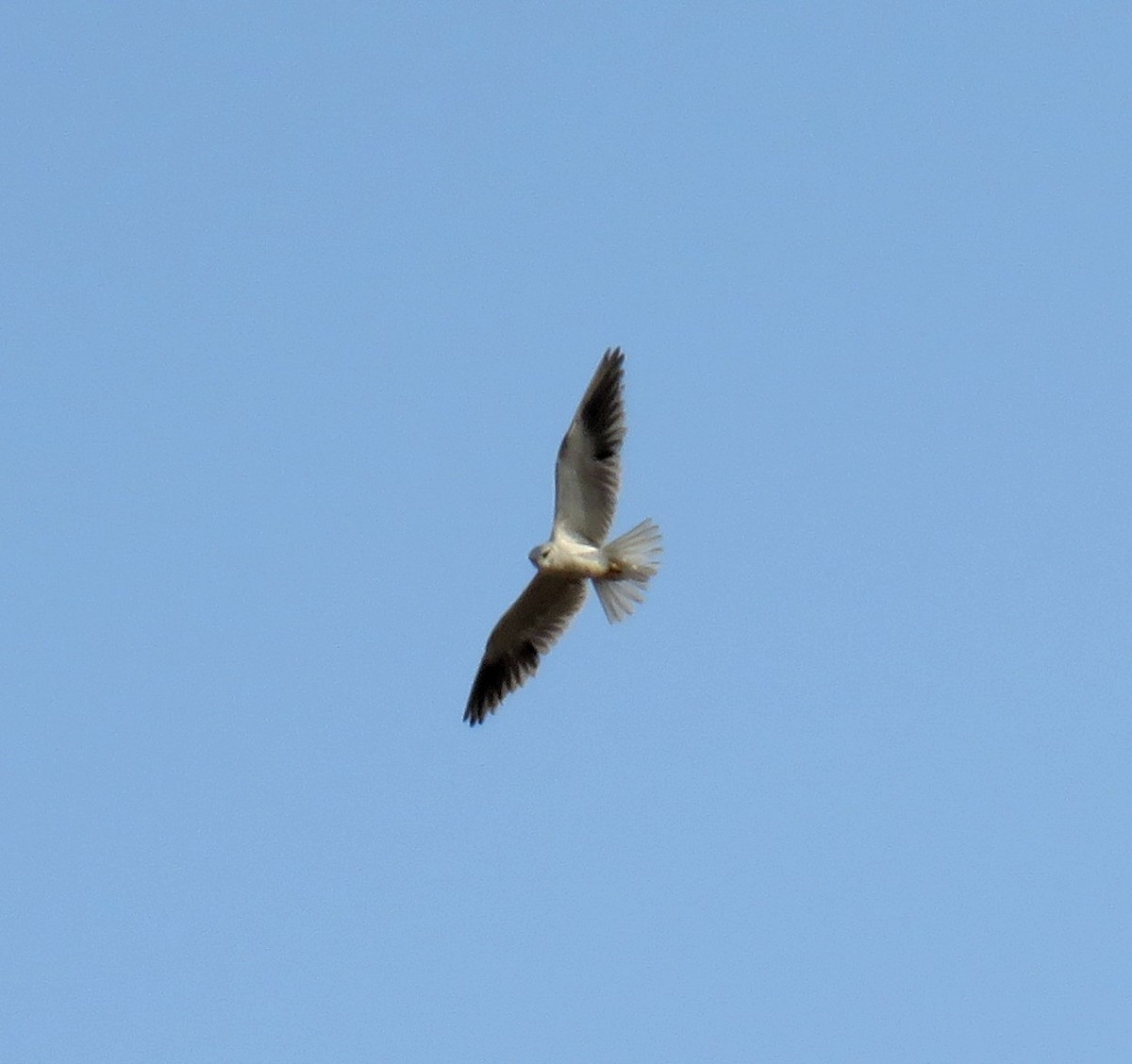 Black-winged Kite - ML146977751