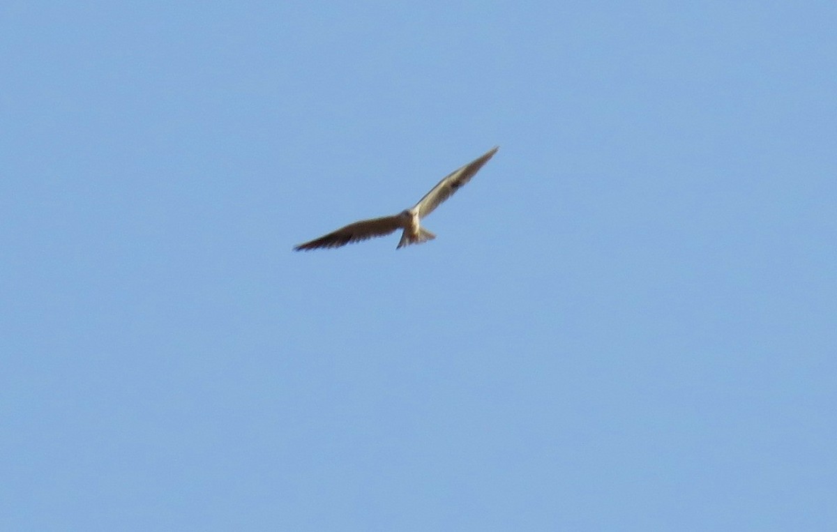 Black-winged Kite - ML146977801