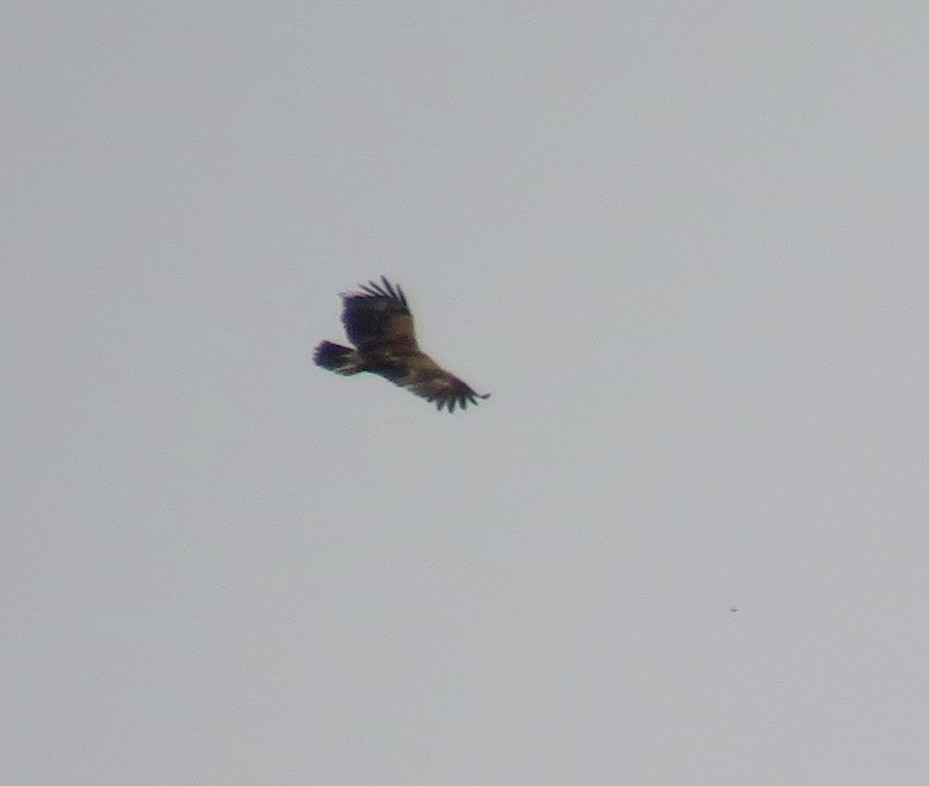 Indian Spotted Eagle - ML146978241