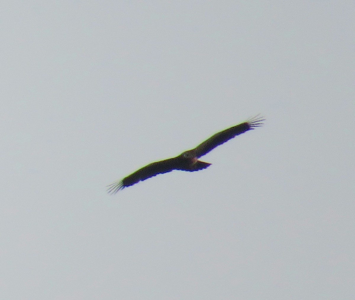 Indian Spotted Eagle - ML146978281