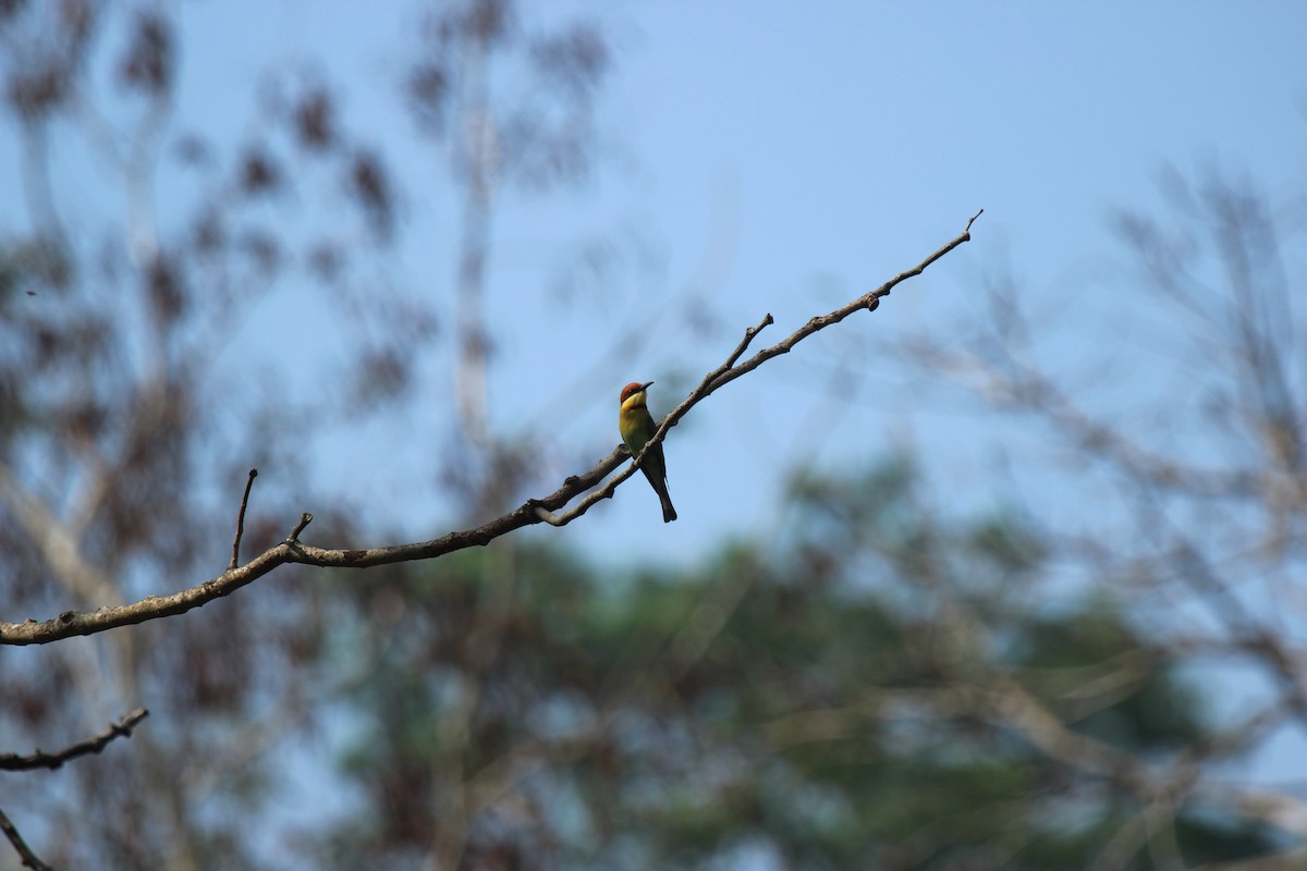 Chestnut-headed Bee-eater - chithrabhanu pakaravoor