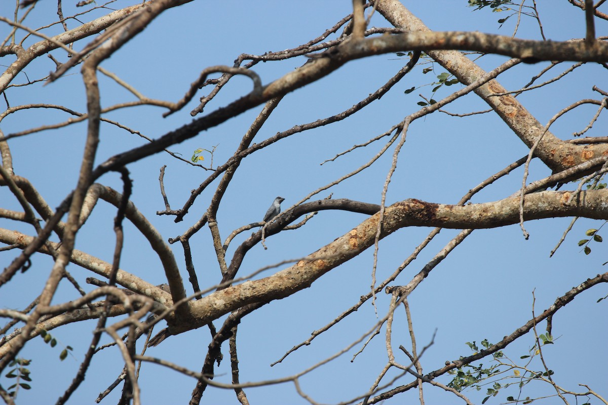 Large Cuckooshrike - chithrabhanu pakaravoor