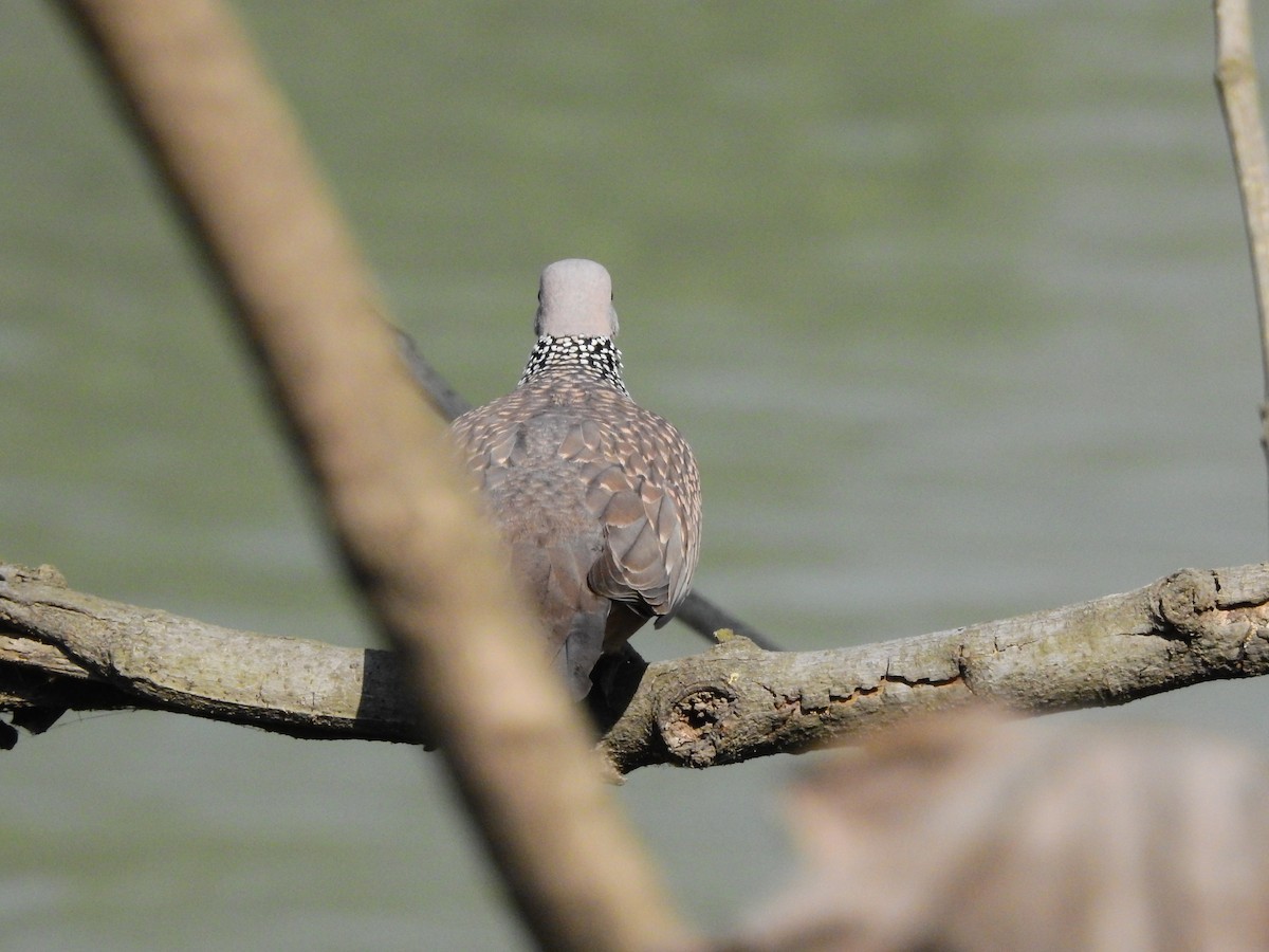 Spotted Dove - ML146981821