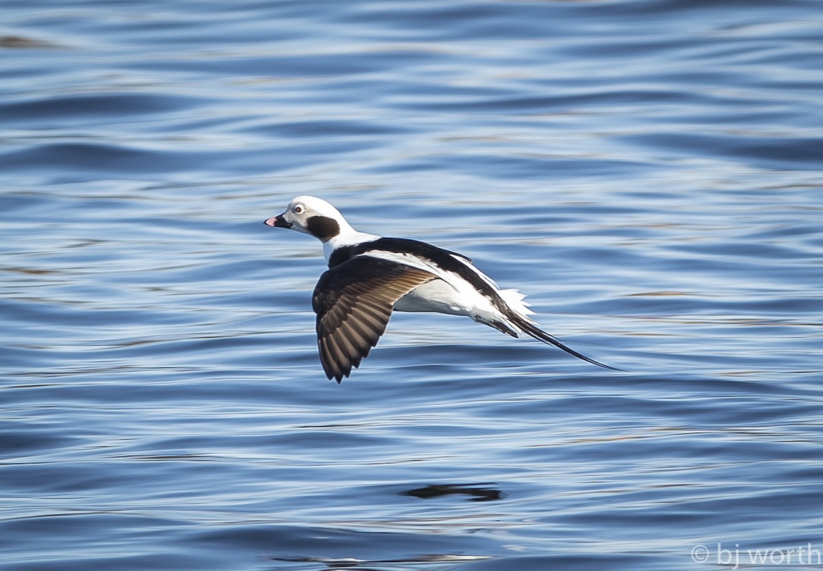 Long-tailed Duck - bj worth
