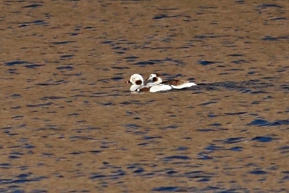 Long-tailed Duck - ML146984251
