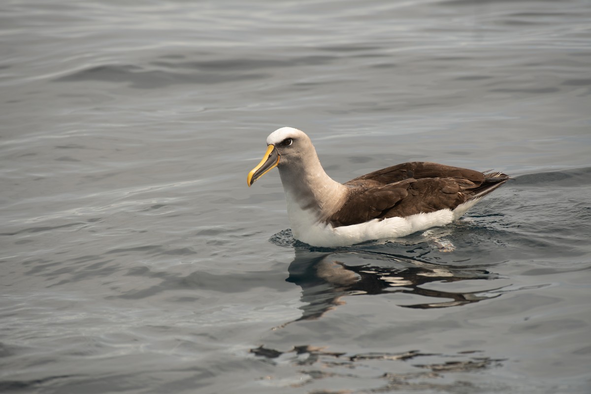 Buller's Albatross - Leslie Feasey