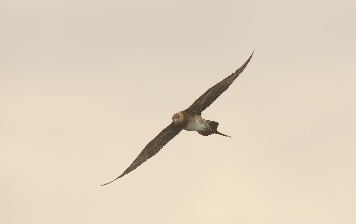 Long-tailed Jaeger - ML146984421