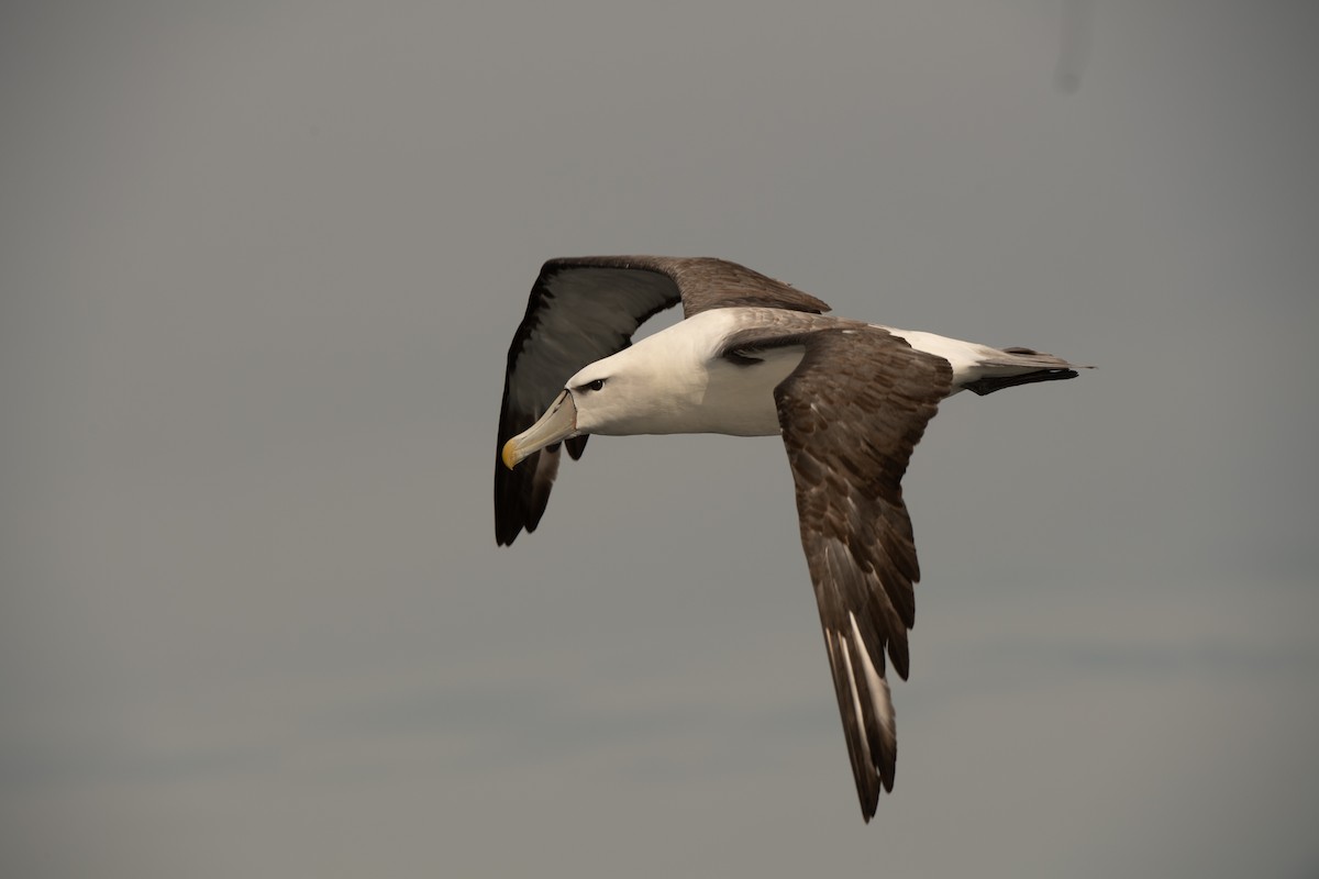 White-capped Albatross - Leslie Feasey