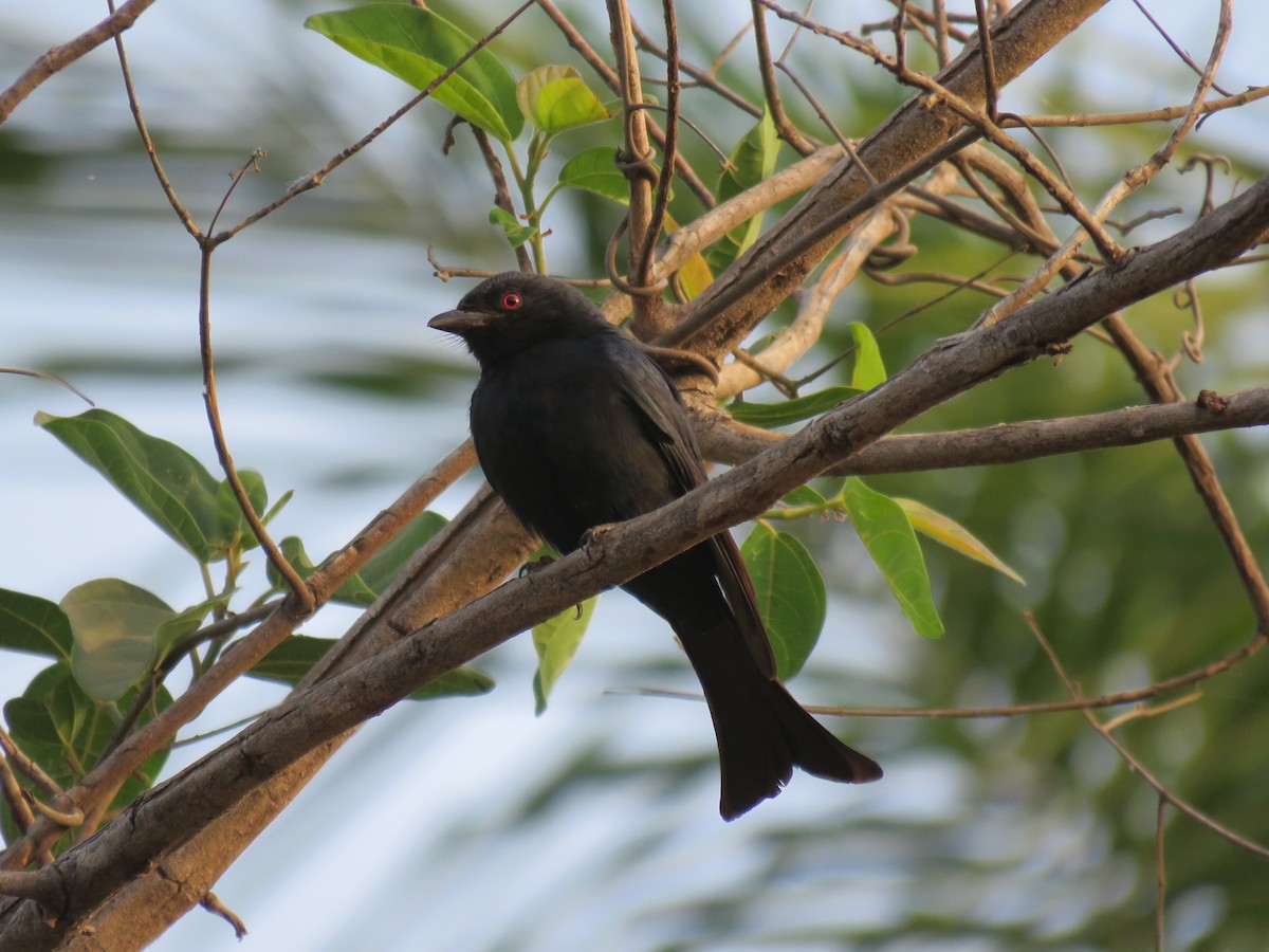 Fork-tailed Drongo (Glossy-backed) - ML146985961