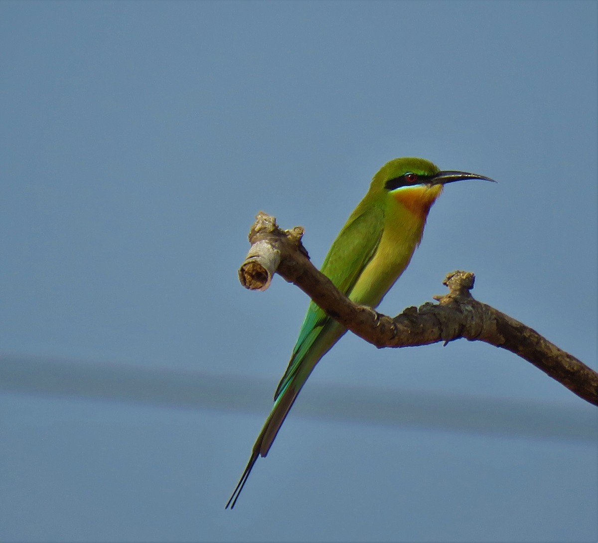 Blue-tailed Bee-eater - Bhavi K