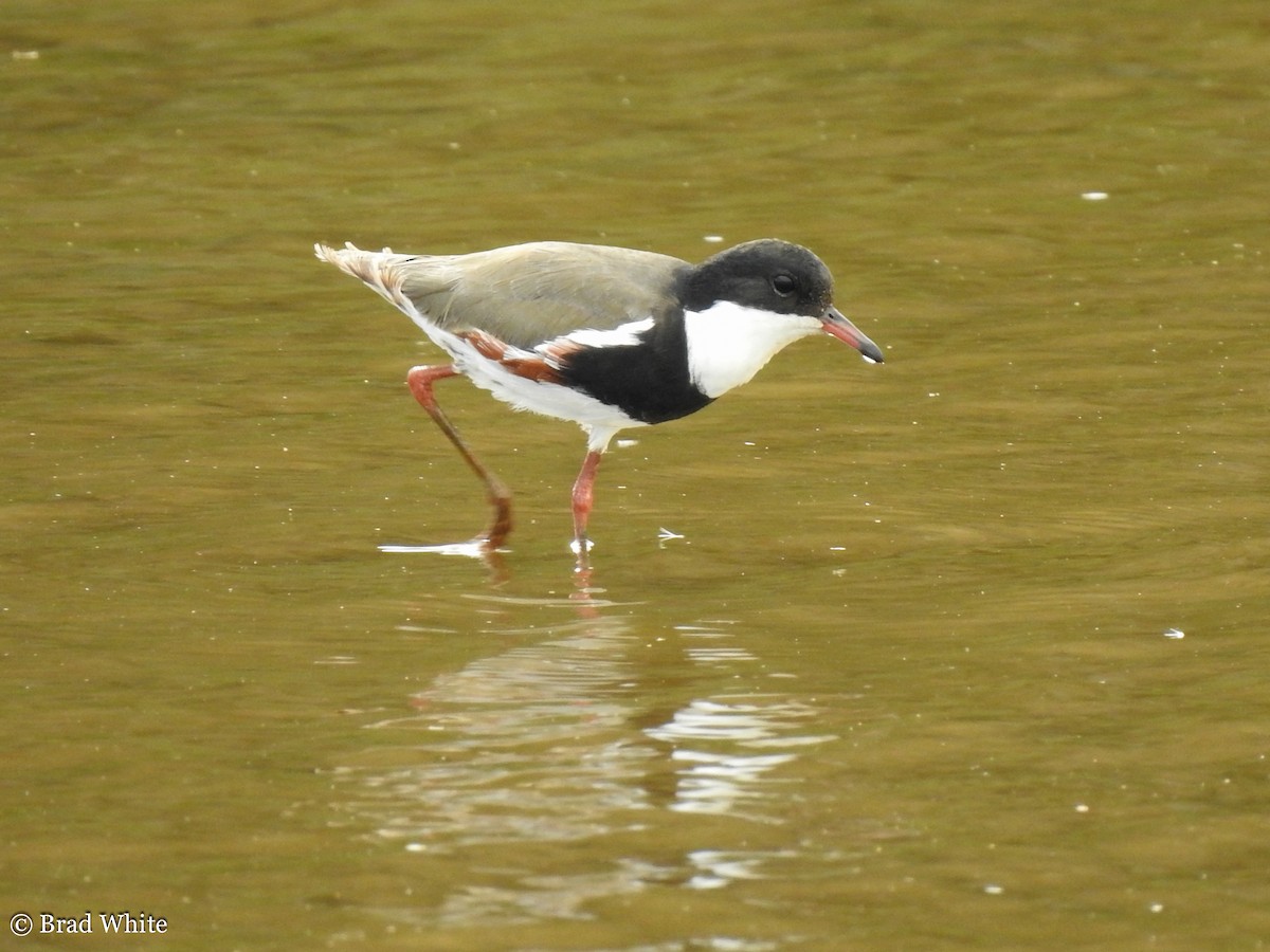 Red-kneed Dotterel - ML146989811
