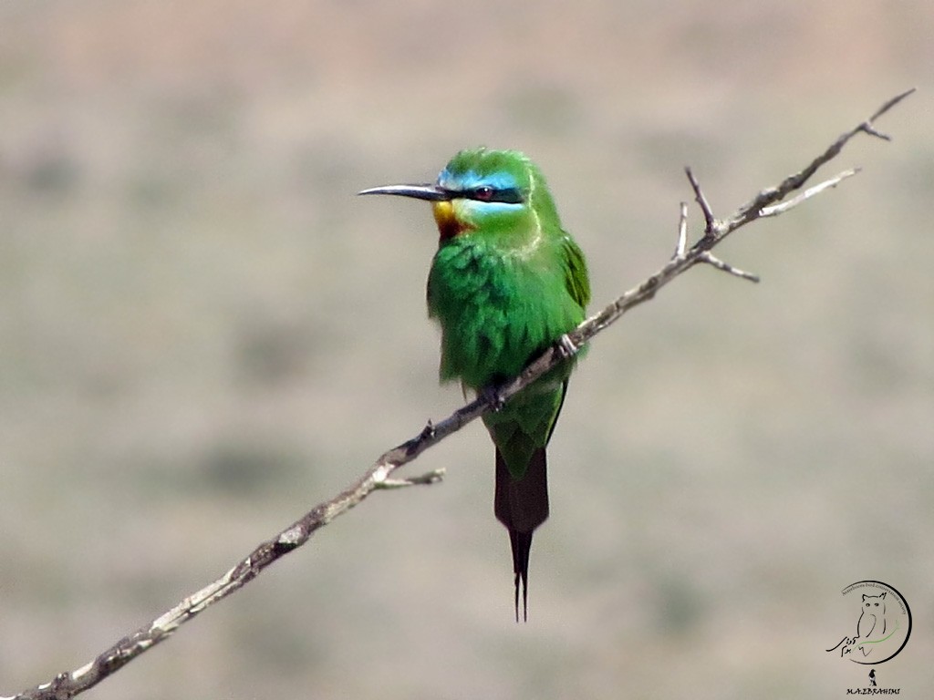 Blue-cheeked Bee-eater - ML146990261