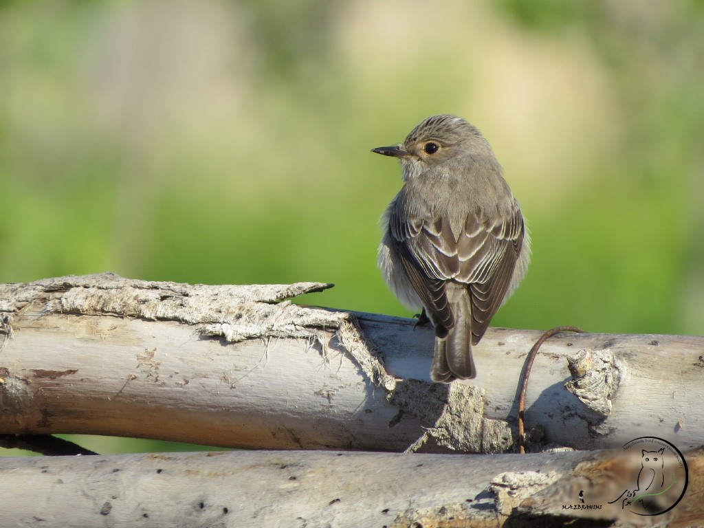 Spotted Flycatcher - Mohammad Ali AghaEbrahimi