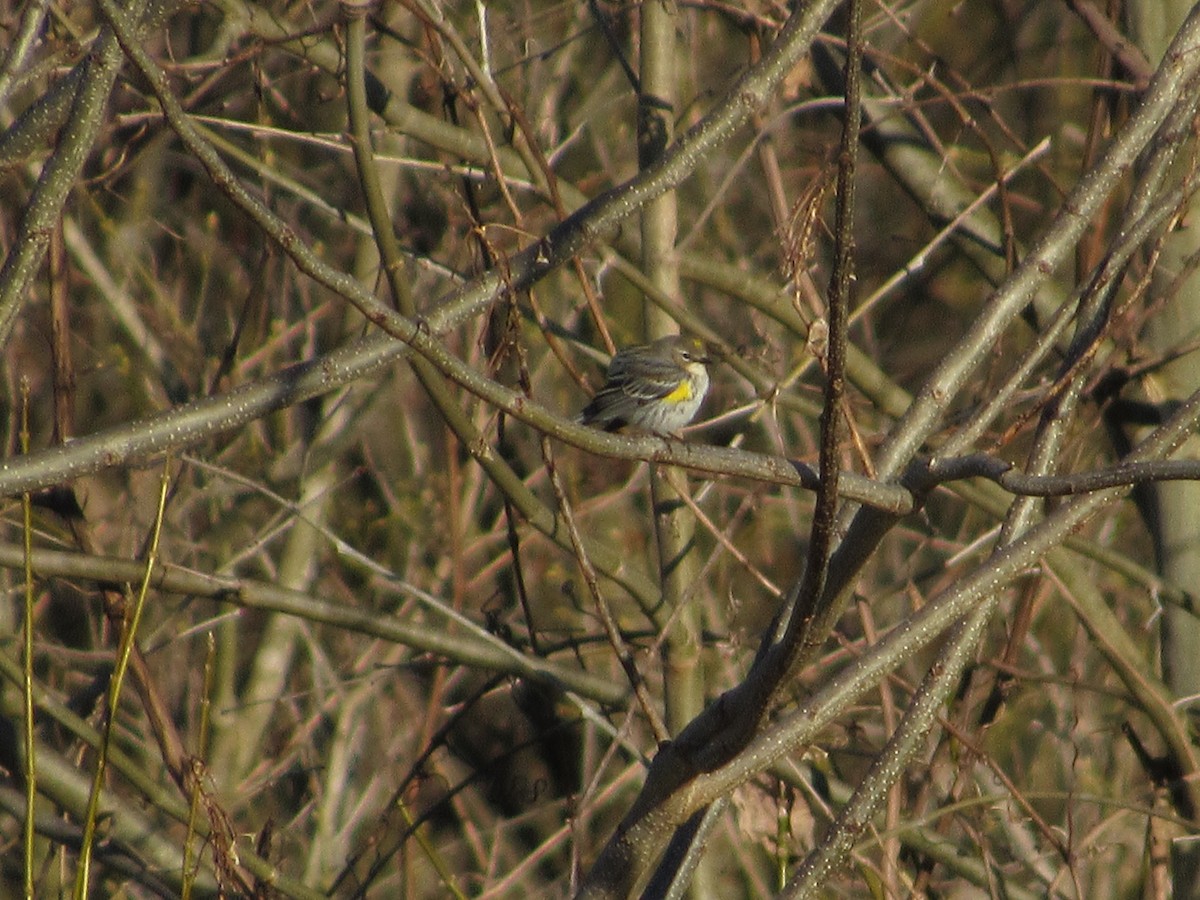 Yellow-rumped Warbler - Tory Pegg