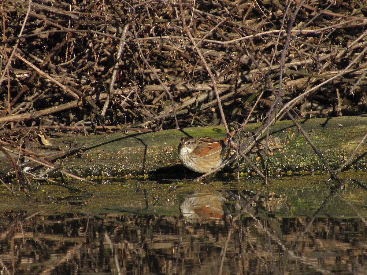 Swamp Sparrow - ML146991861