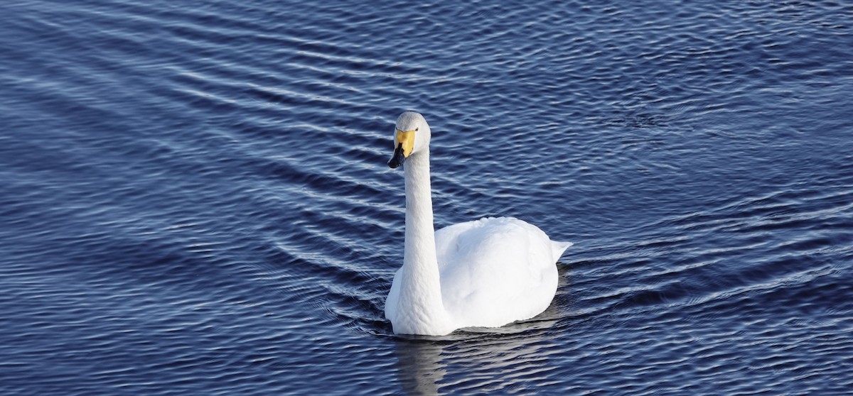 Whooper Swan - eero salo-oja
