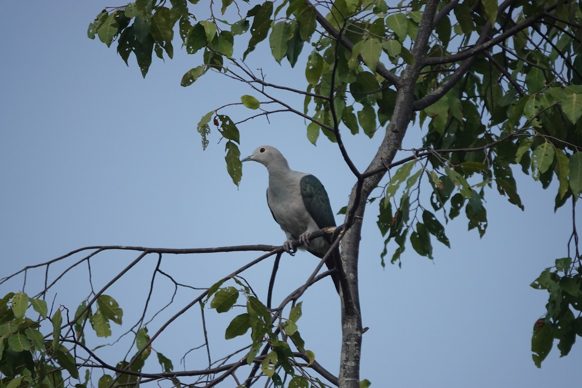 Green Imperial-Pigeon - Ramesh T