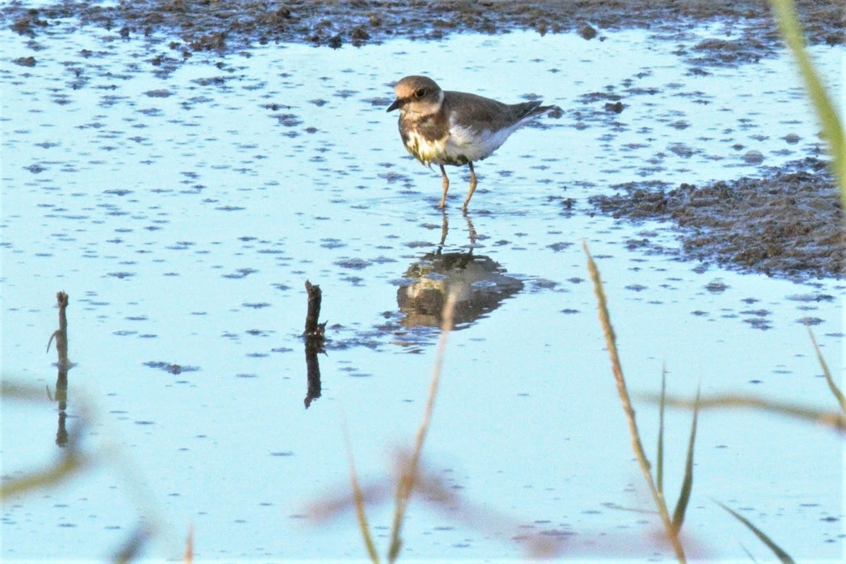 Little Ringed Plover (curonicus) - ML146996341