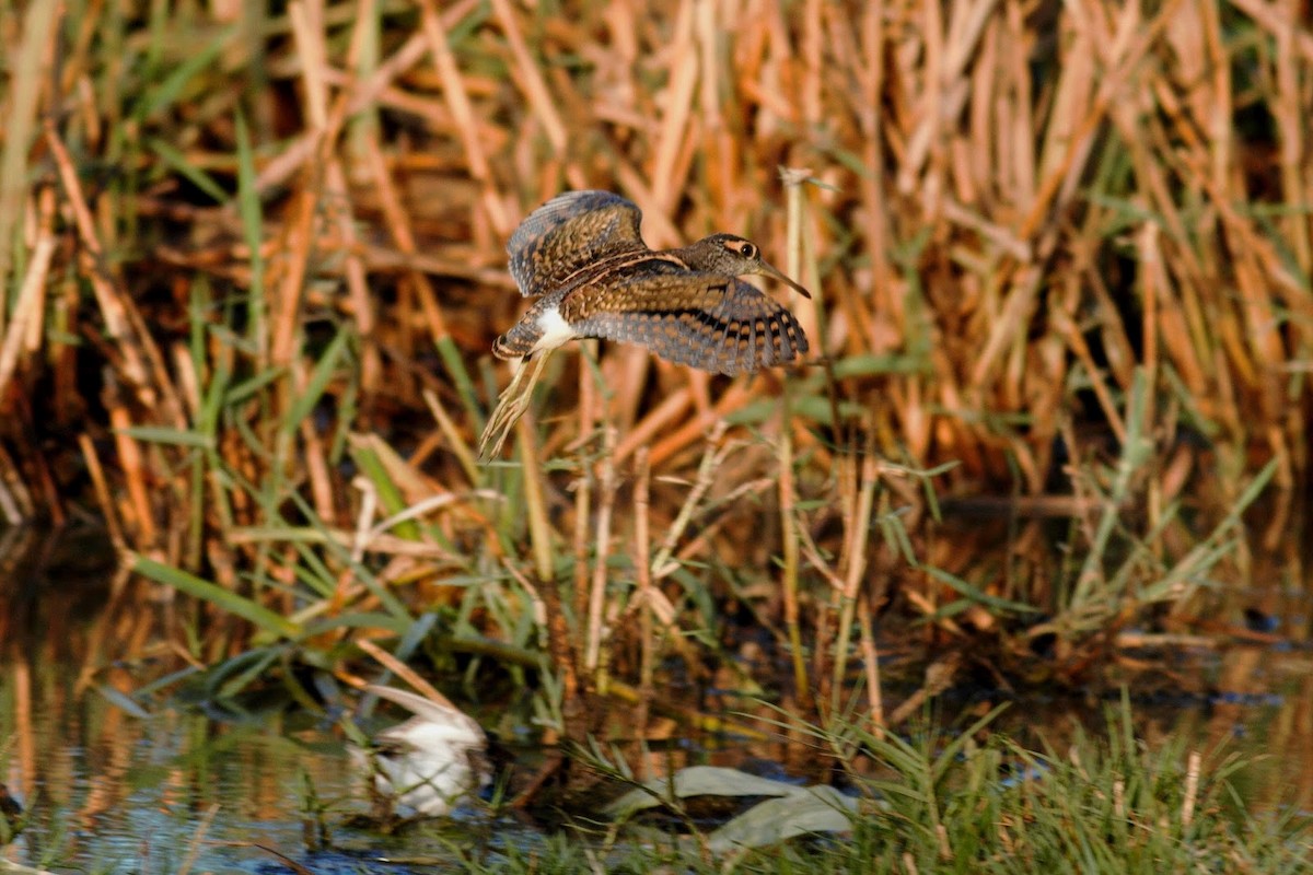 Greater Painted-Snipe - ML146996561
