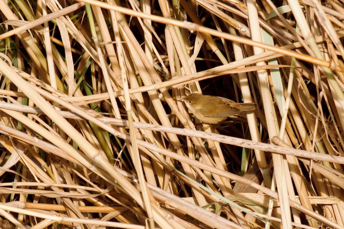 Common Reed Warbler (African) - Frédéric Bacuez
