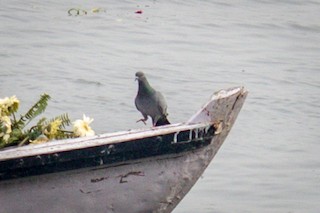 Rock Pigeon (Feral Pigeon), ML146997231