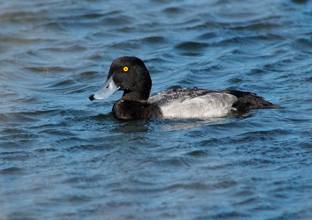 Greater Scaup - ML146999971