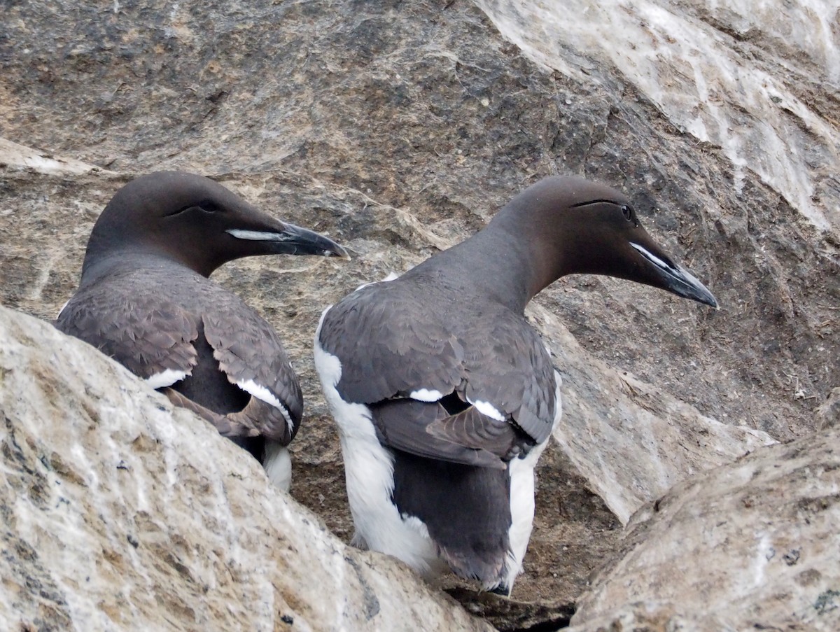 Thick-billed Murre - Florian Olivier