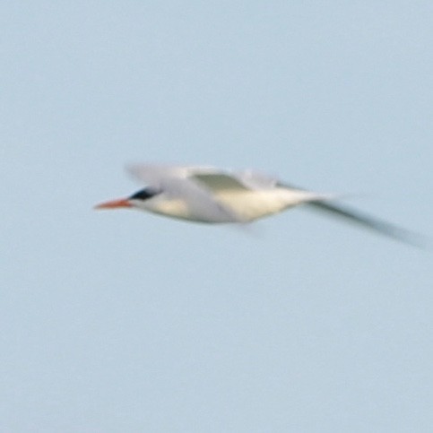 Royal Tern - Zebedee Muller