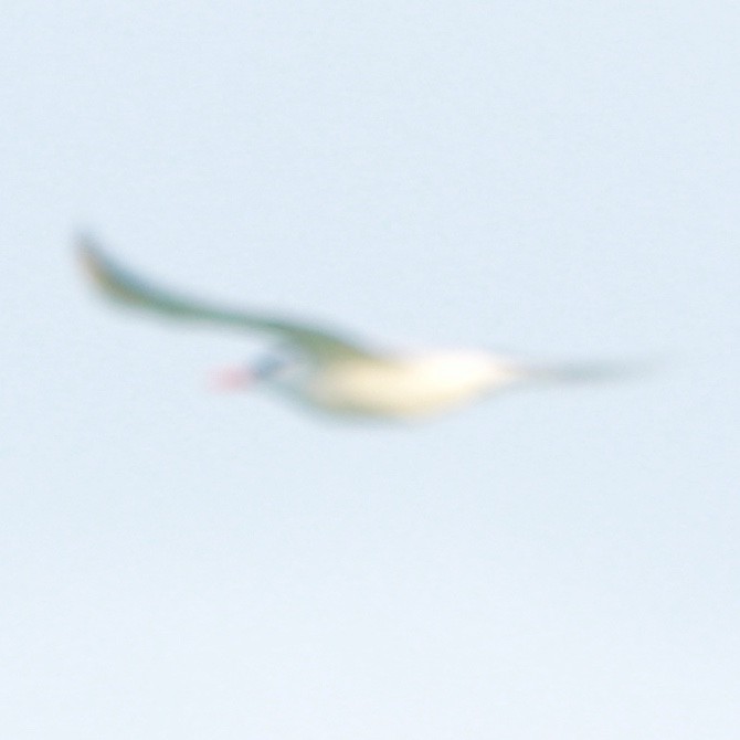 Royal Tern - Zebedee Muller