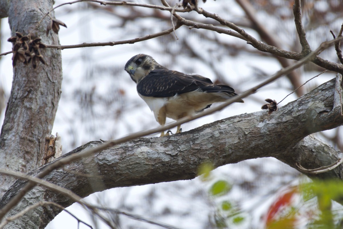 Short-tailed Hawk - Jan Cubilla