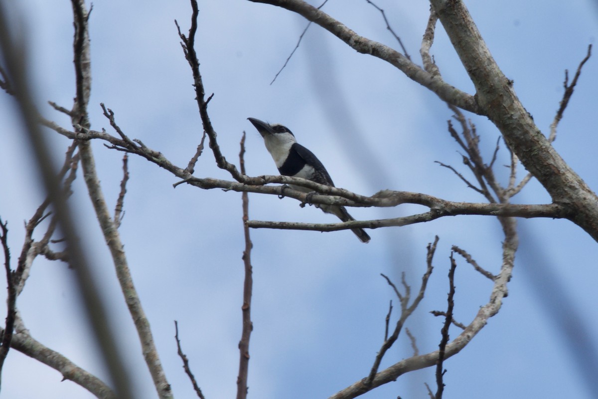 White-necked Puffbird - ML147011321