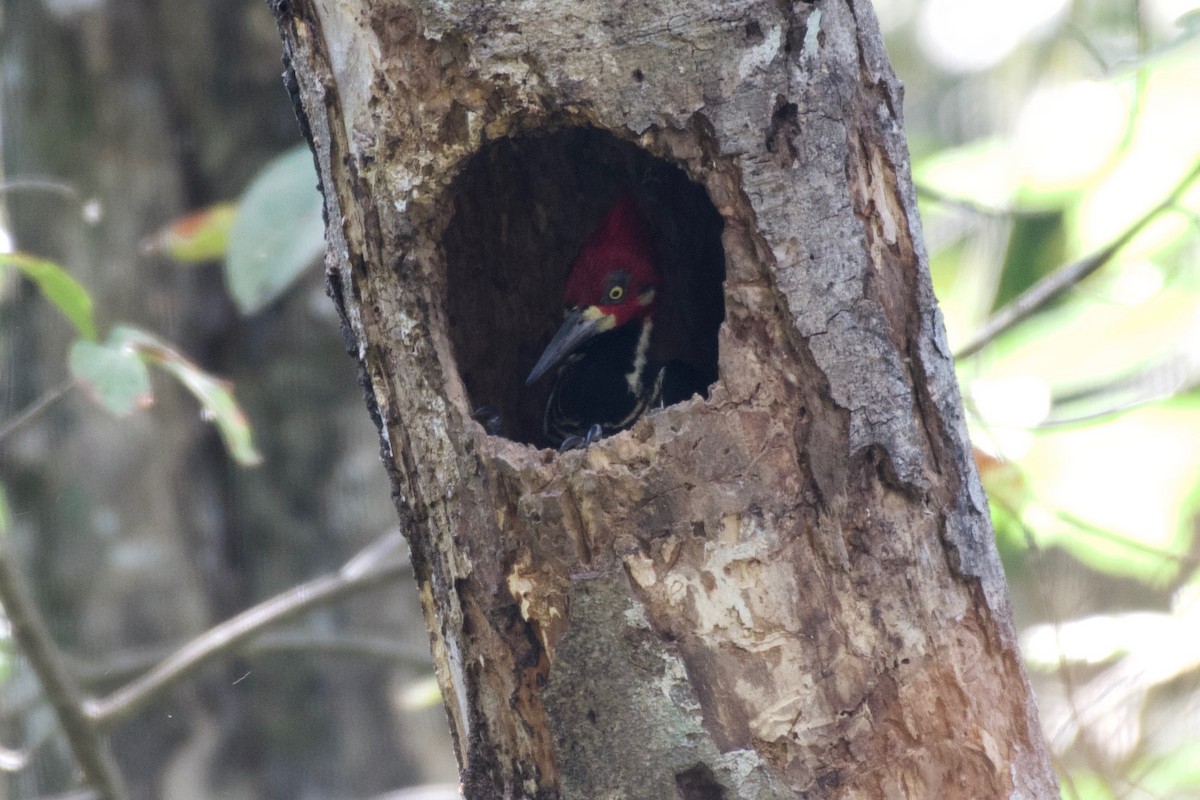 Crimson-crested Woodpecker - ML147011361