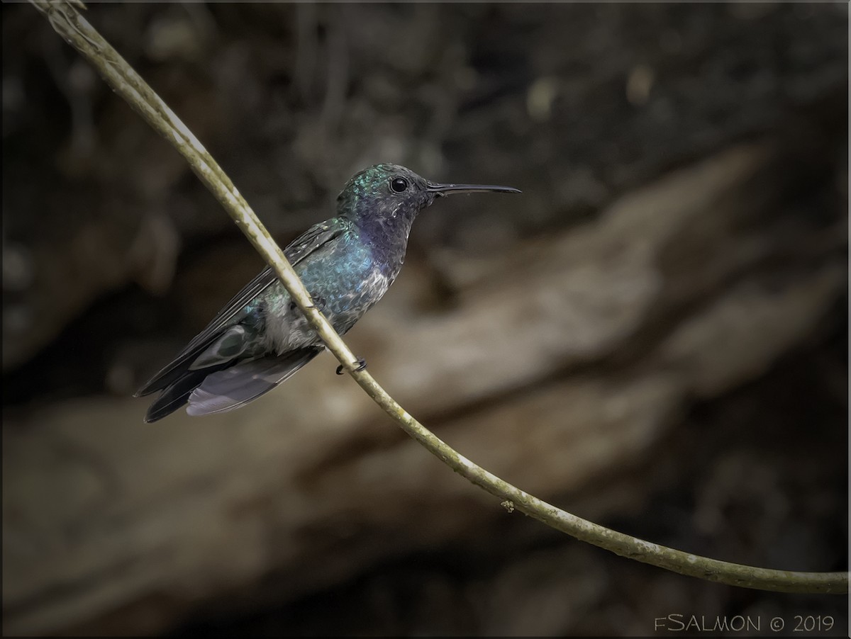Sapphire-throated Hummingbird - Frank Salmon
