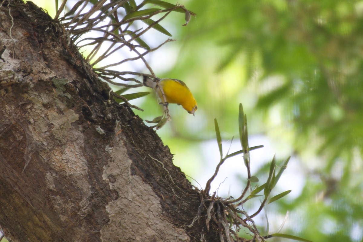 Prothonotary Warbler - ML147013401